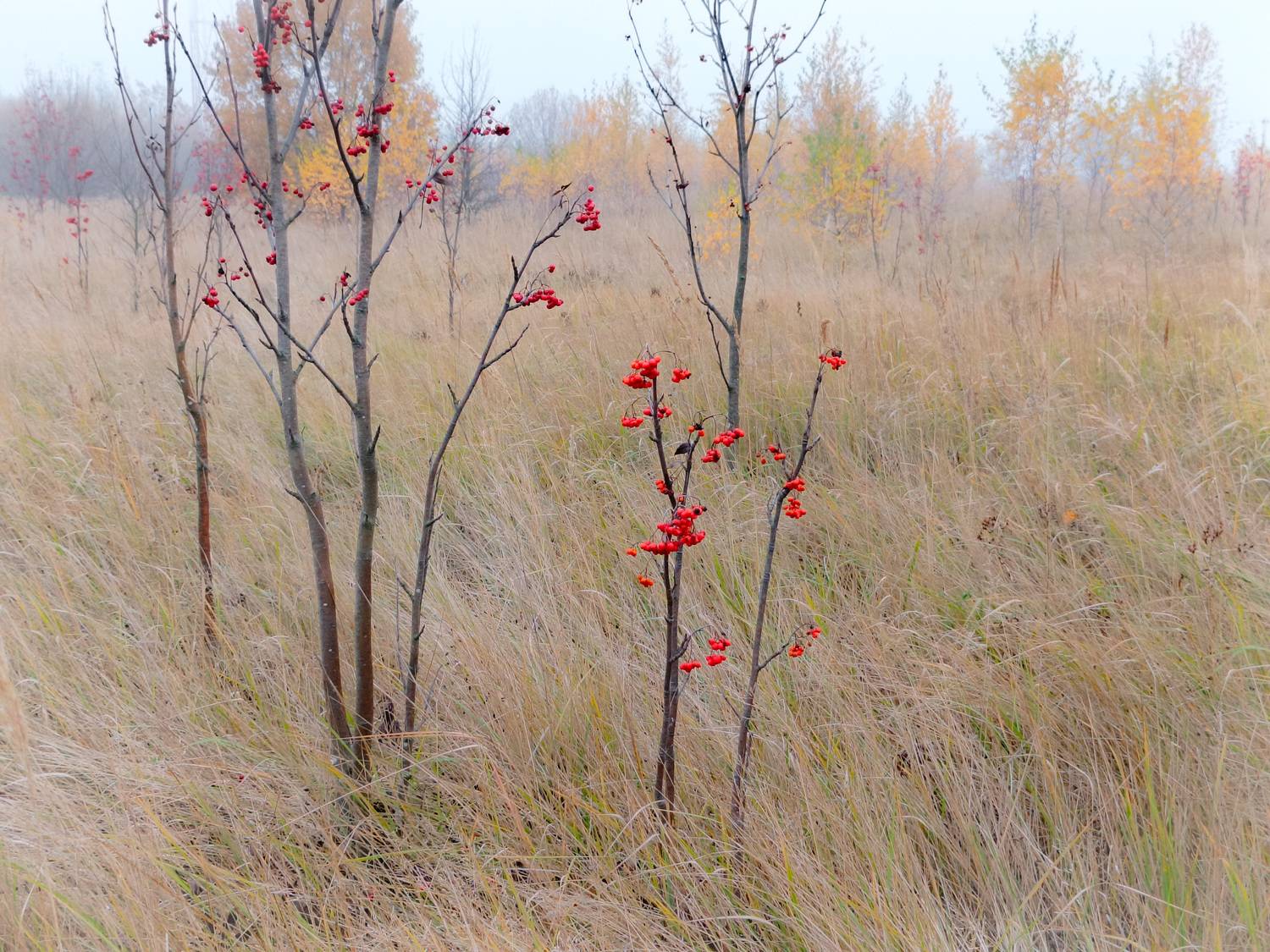 , Кондрашова Светлана