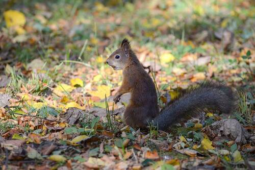 Крепкий орешек