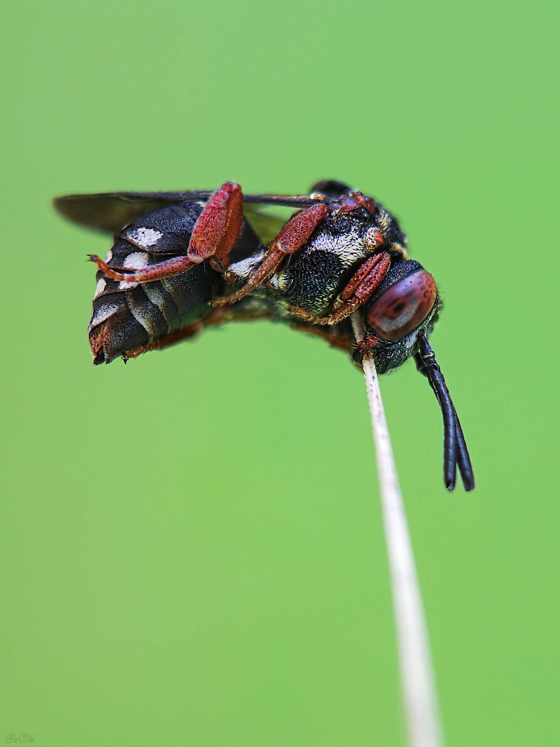 антидия, Чи. Анатолий