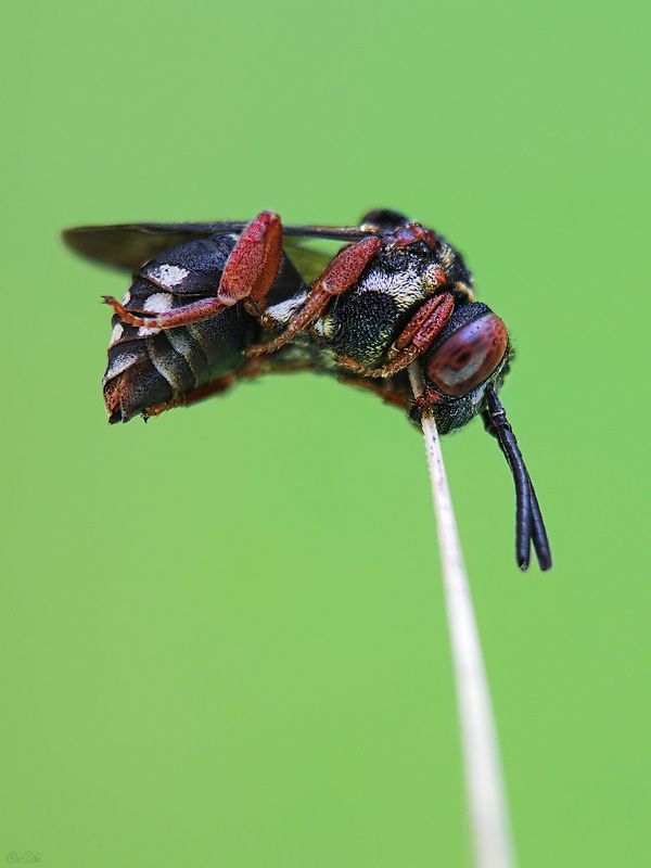 антидия #пчела2 фото превью