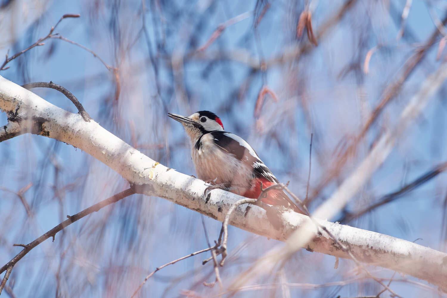 Dendrocopos major, дятел, , Павел Сторчилов