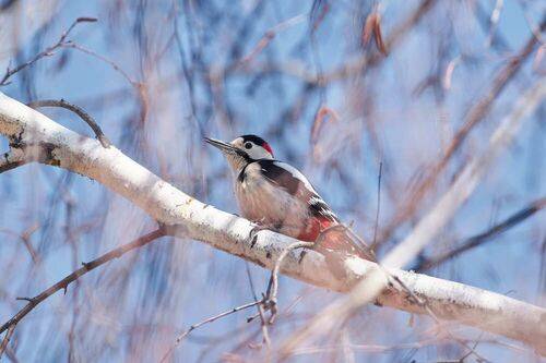 Dendrocopos major