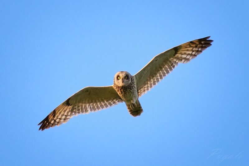 Болотная сова / Asio flammeus / Short-eared owl фото превью