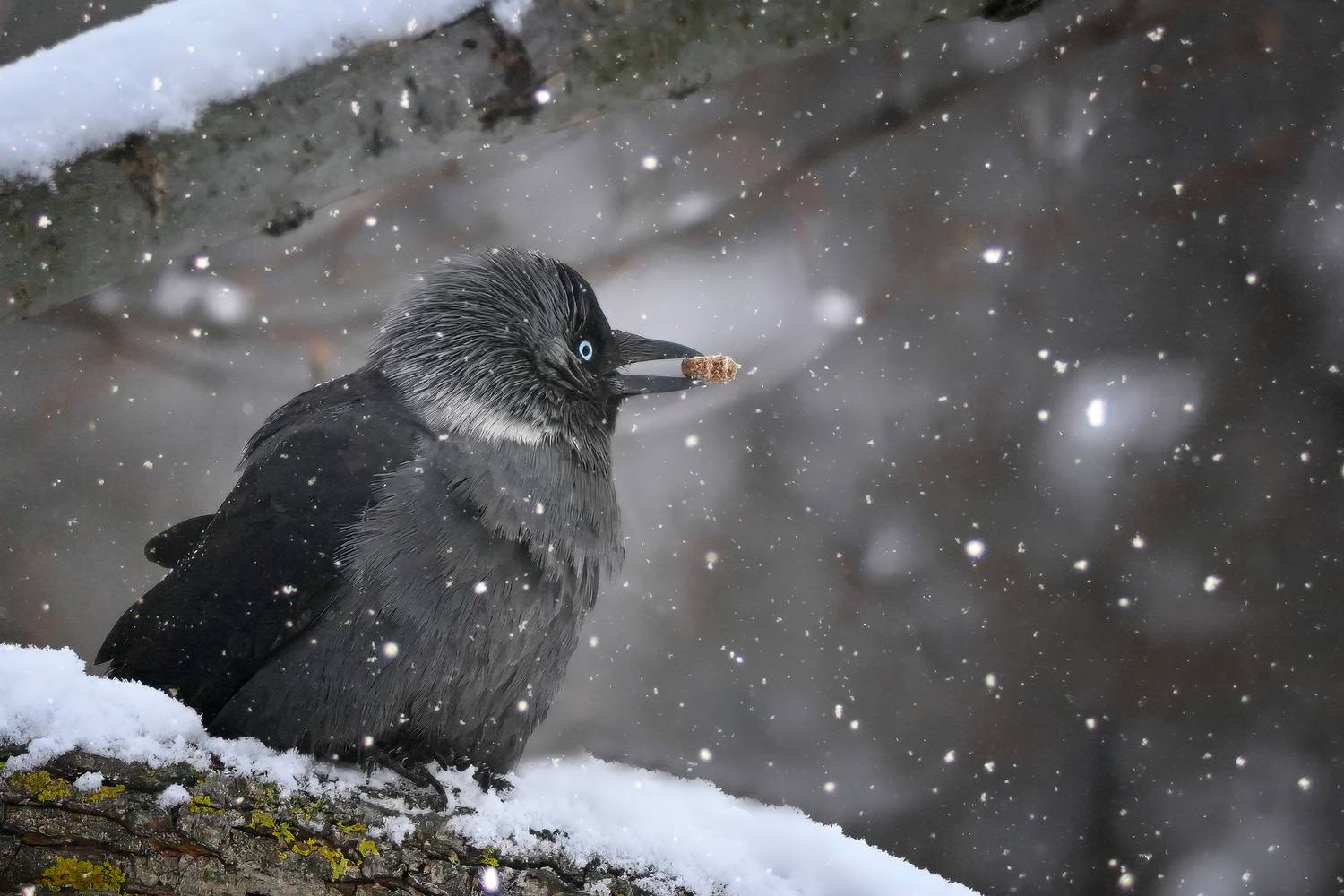 , Проценко Татьяна