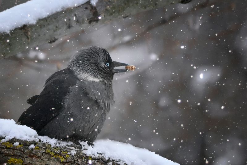 Снегобургер фото превью