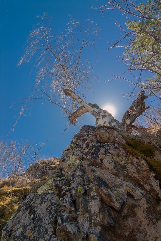 каменное дерево фото превью