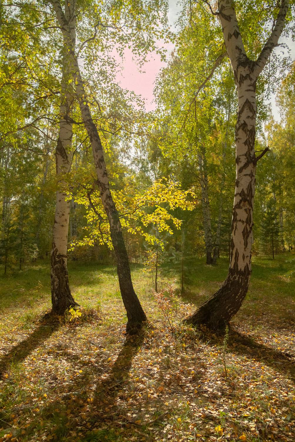 , Шустиков Дмитрий