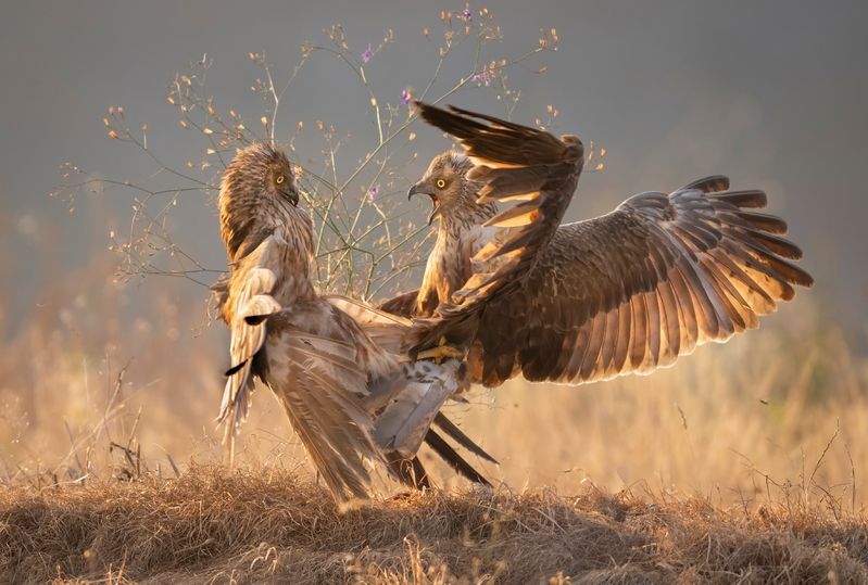 Эпичные луни фото превью