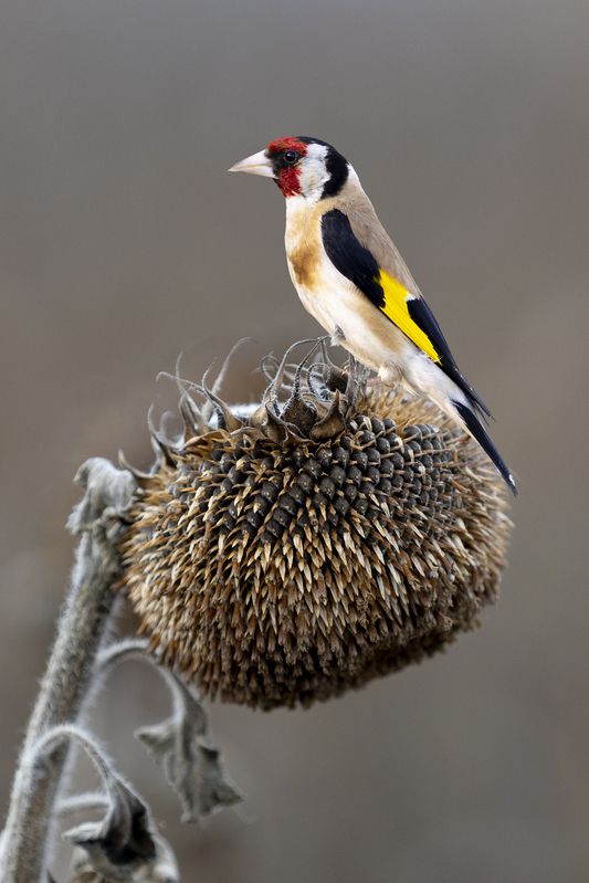 природа *** фото превью