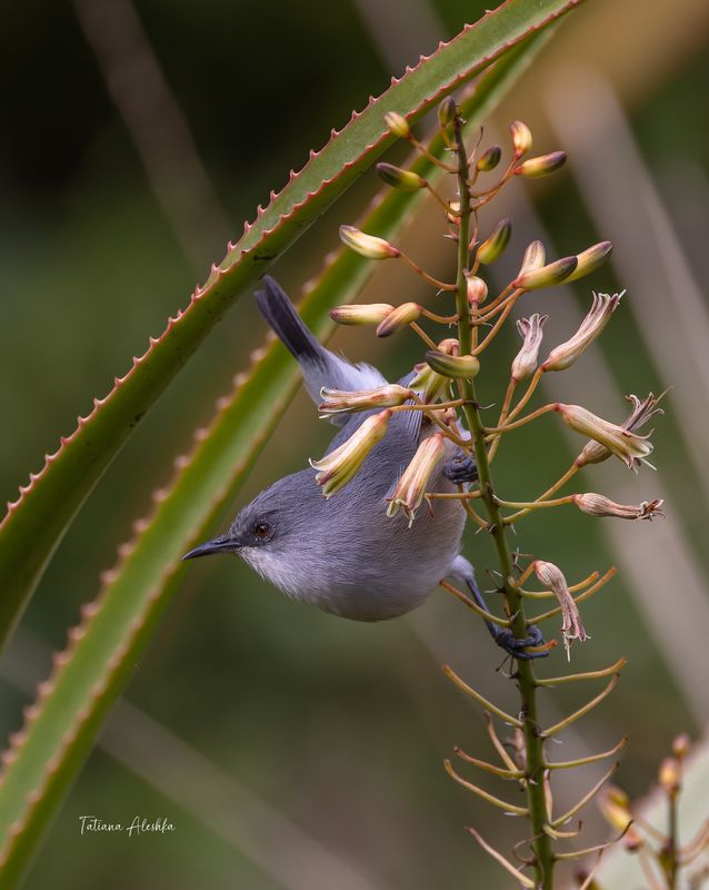 Белопоясная белоглазка  (Mauritius Gray White-eye) фото превью