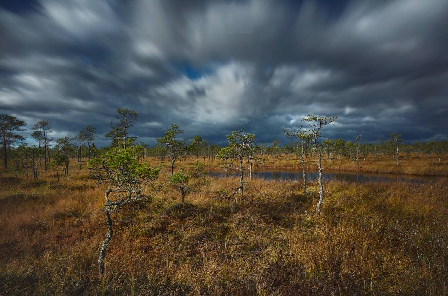 ленобласть, мухинское болото, пейзаж, рассвет, landscape, nature, природа, foggy, болото, выборгский район, ленинградская область, Щепотина Татьяна
