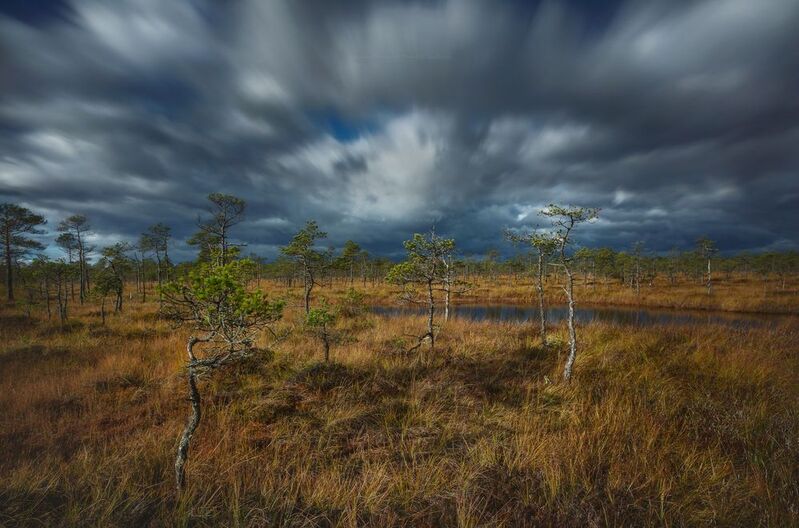 ленобласть, мухинское болото, пейзаж, рассвет, landscape, nature, природа, foggy, болото, выборгский район, ленинградская область На болото идёт непогода фото превью