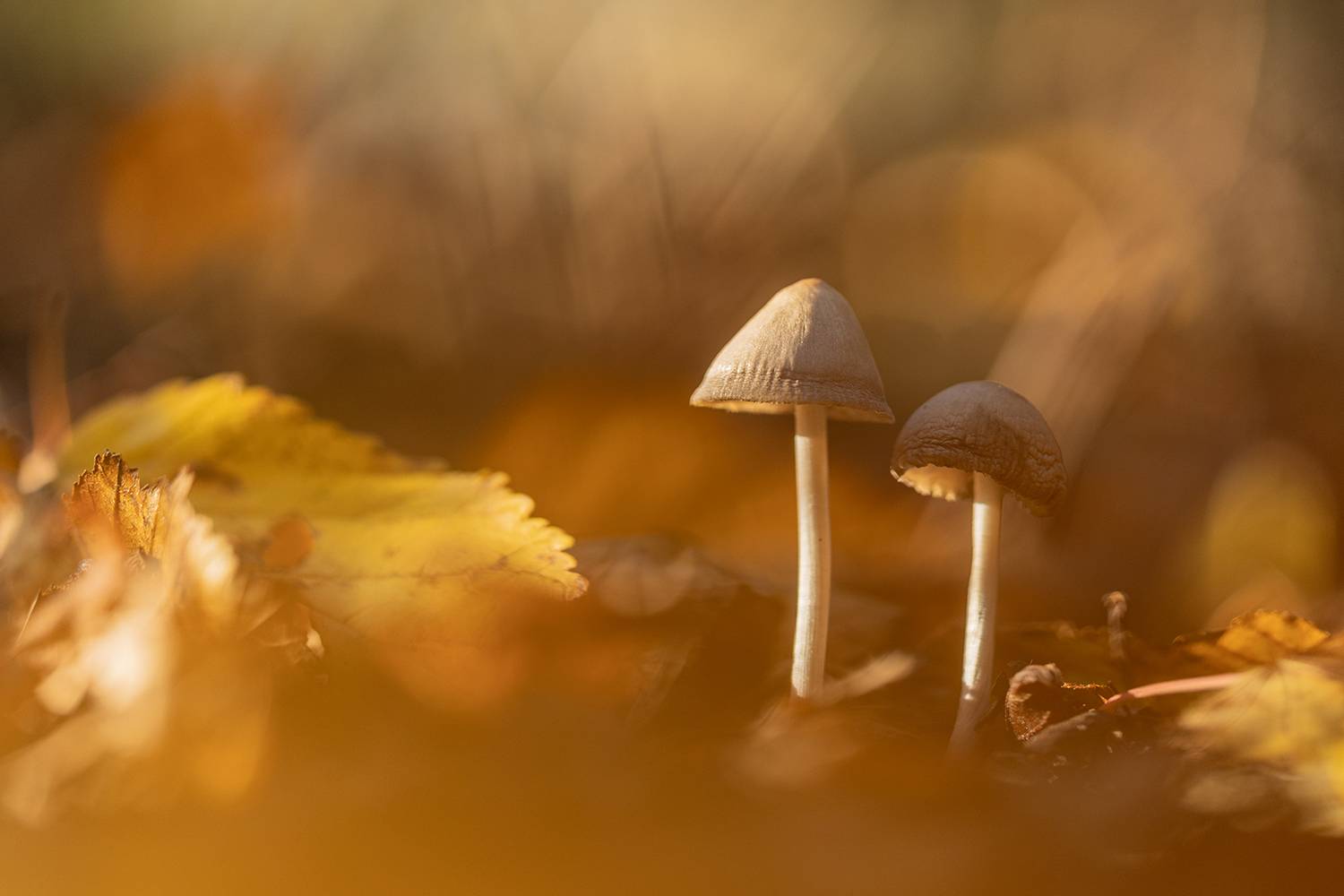 , Илья Михеев