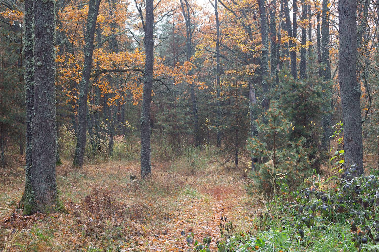 осень, октябрь, лес, Востриков Руслан