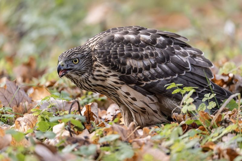 ястреб тетеревятник, ястреб, тетеревятник, птицы, ястреб-тетеревятник, хищники, хищная птица. hawk, birds, goshawk  фото превью