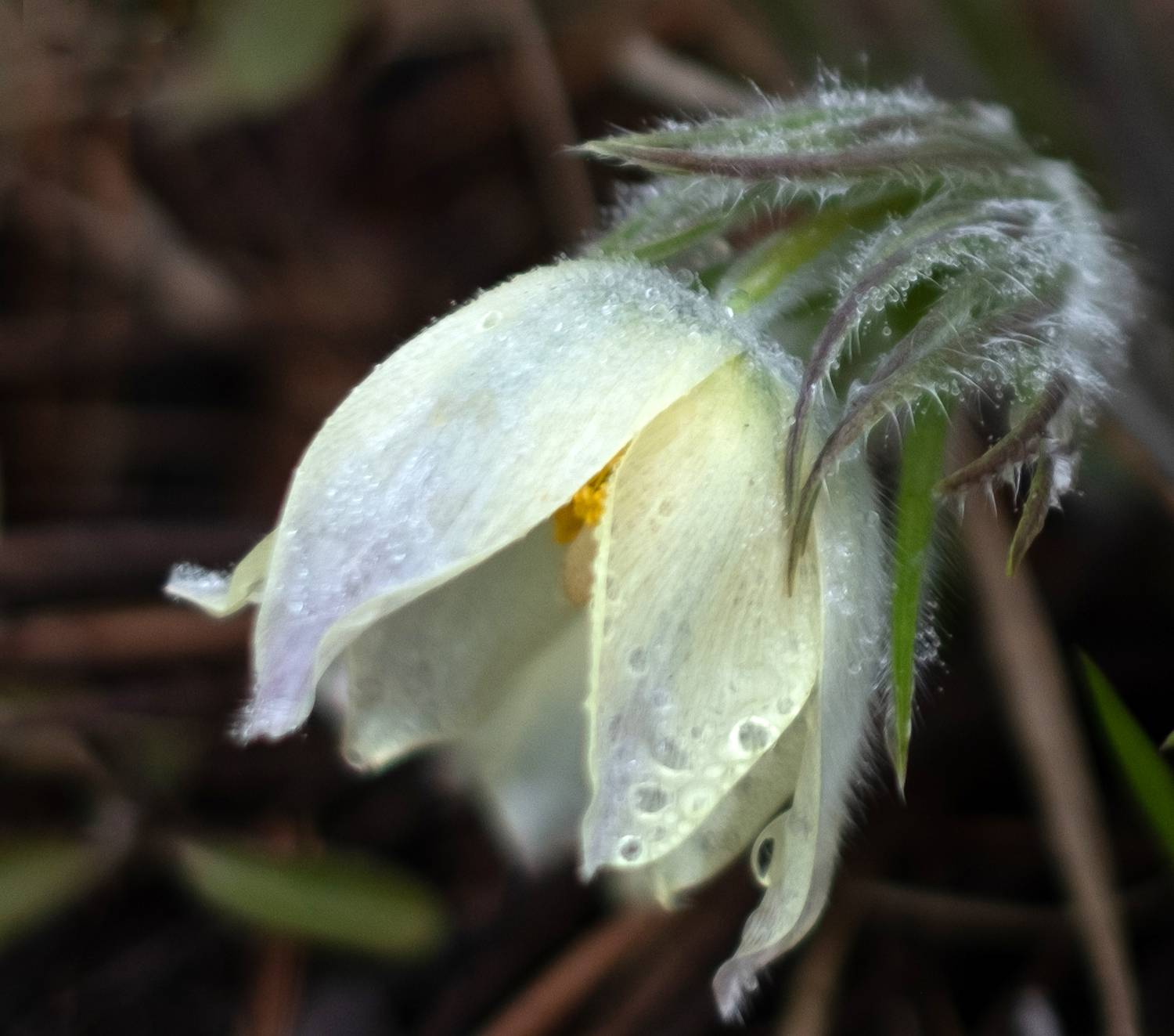 , Коротеев Вадим