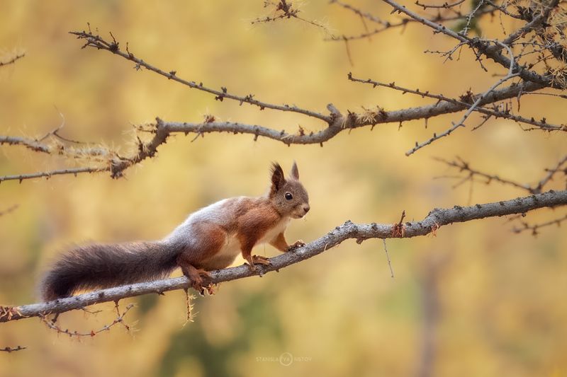 Алтайская белка фото превью