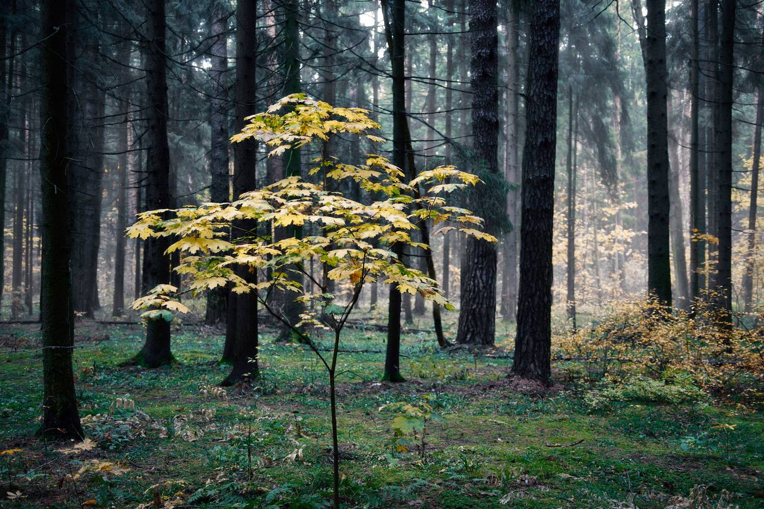 лес, деревья, листва, осень, Валерий Вождаев