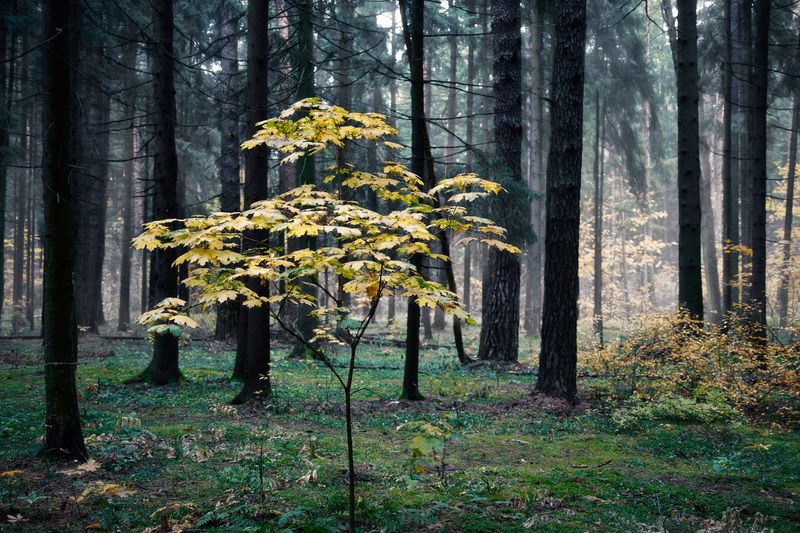 В осеннем лесу фото превью