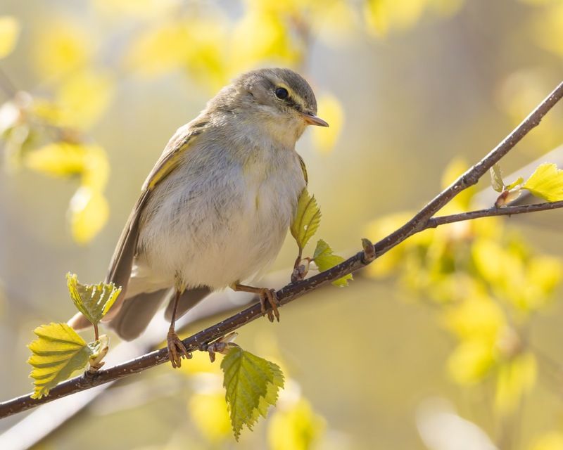 весничка, пеночка, птицы, пеночка-весничка Весничка фото превью