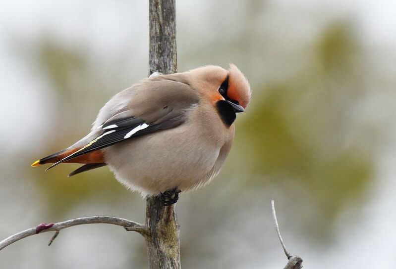 Северные гости фото превью