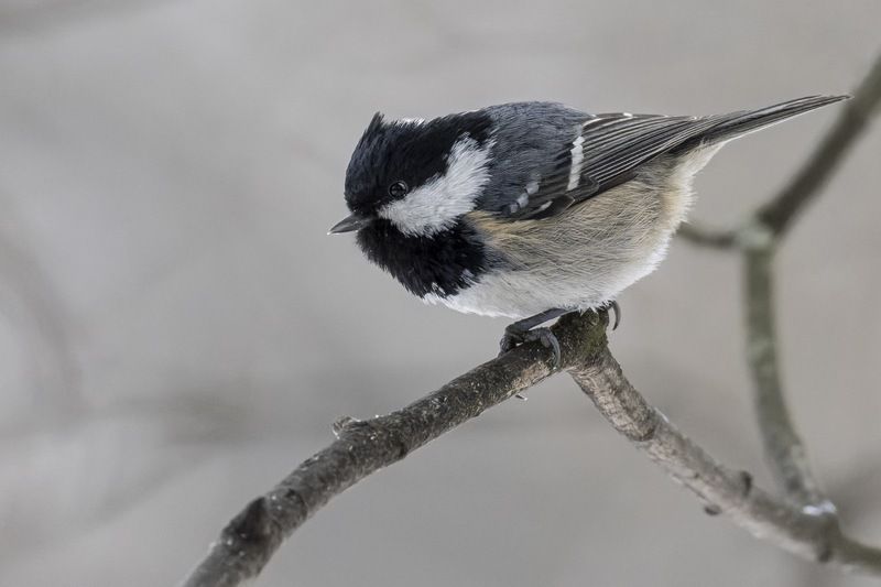 московка, синица, птицы, чёрная синица, синица-московка, моховка Московка фото превью