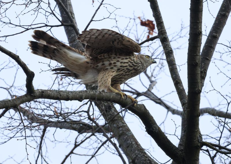 ястреб тетеревятник хищник птица Наготове фото превью