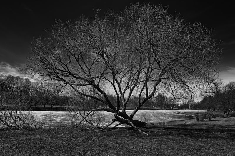 Дерево фото превью