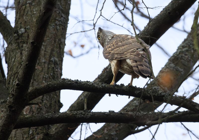 птица ястреб тетеревятник хищник Мониторинг обстановки фото превью