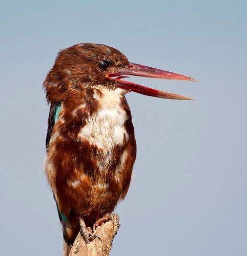 White-throated Kingfisher - Белогрудый зимородок, Красноклювая альциона
