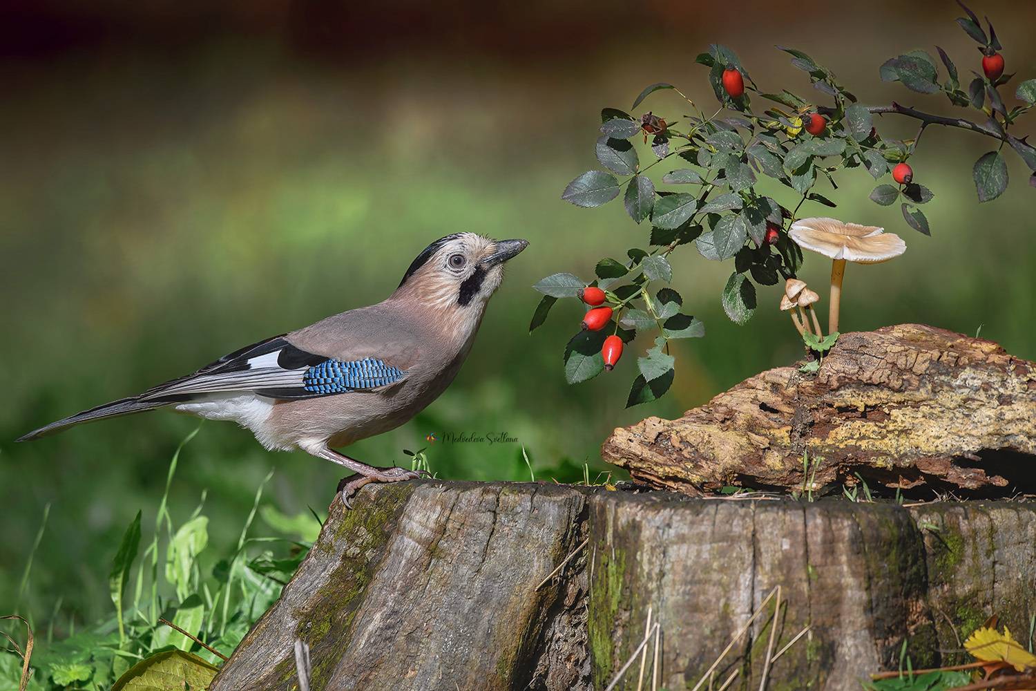 фотоохота, птица, сойка, осень, птицы, Медведева Светлана