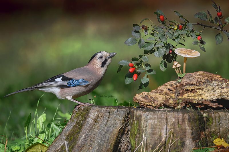 фотоохота, птица, сойка, осень, птицы Осень. фото превью