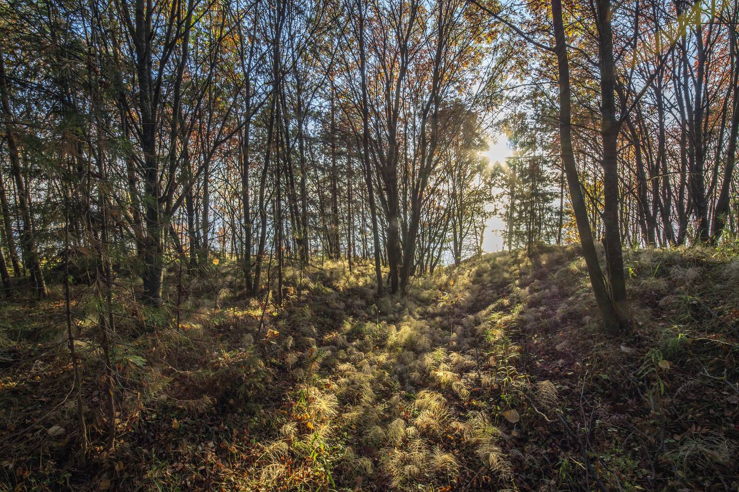 , Шитов Александр