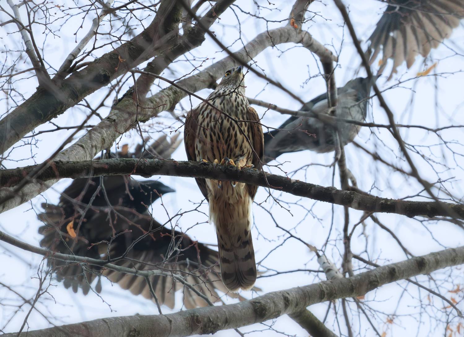 птица ястреб тетеревятник ворона, Светлана Холодняк