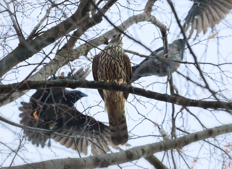 птица ястреб тетеревятник ворона В окружении фото превью