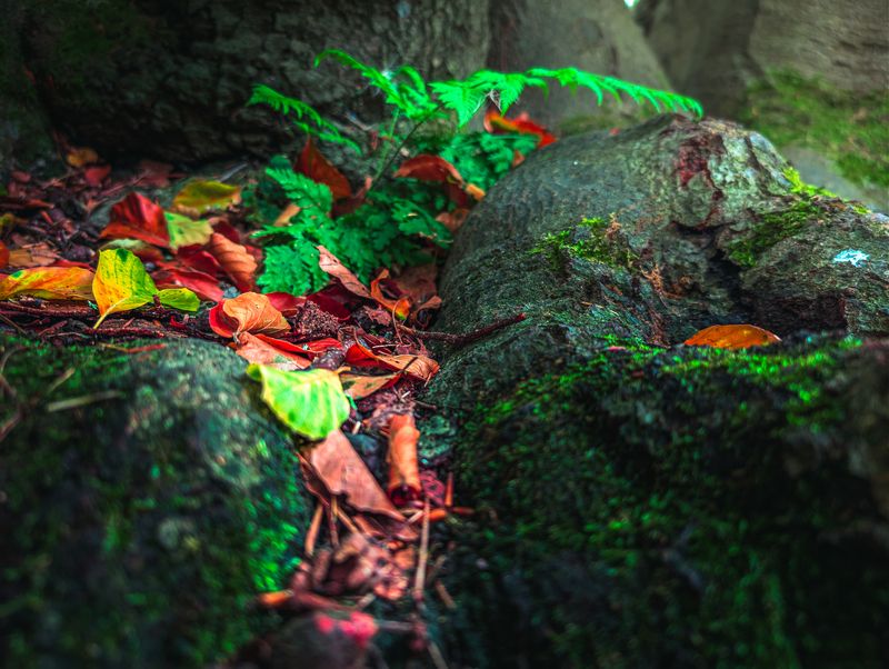fern, leaf, frond, macro, close-up, vibrant, bright green, green, nature, botany Vibrant Fern Leaf Macro фото превью