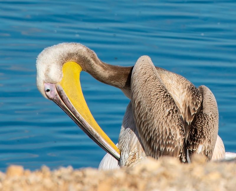 Розовые пеликаны фото превью
