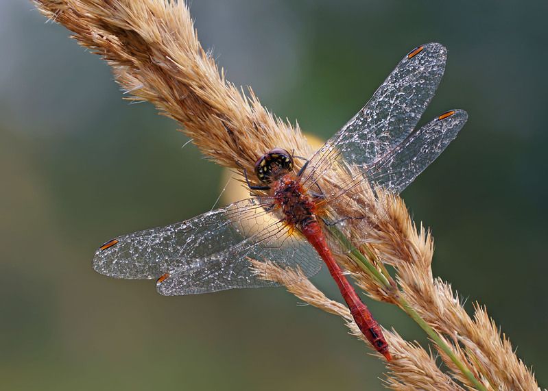 Стрекоза фото превью