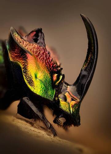 Радужный скарабей