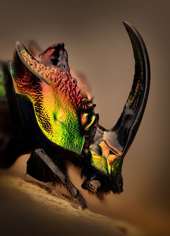 coleoptera, scarabaeidae, phanaeus tridens Радужный скарабей фото превью