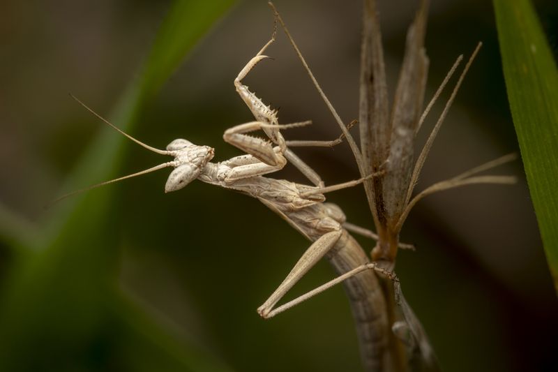 #macro #insects #nature #closeup  фото превью