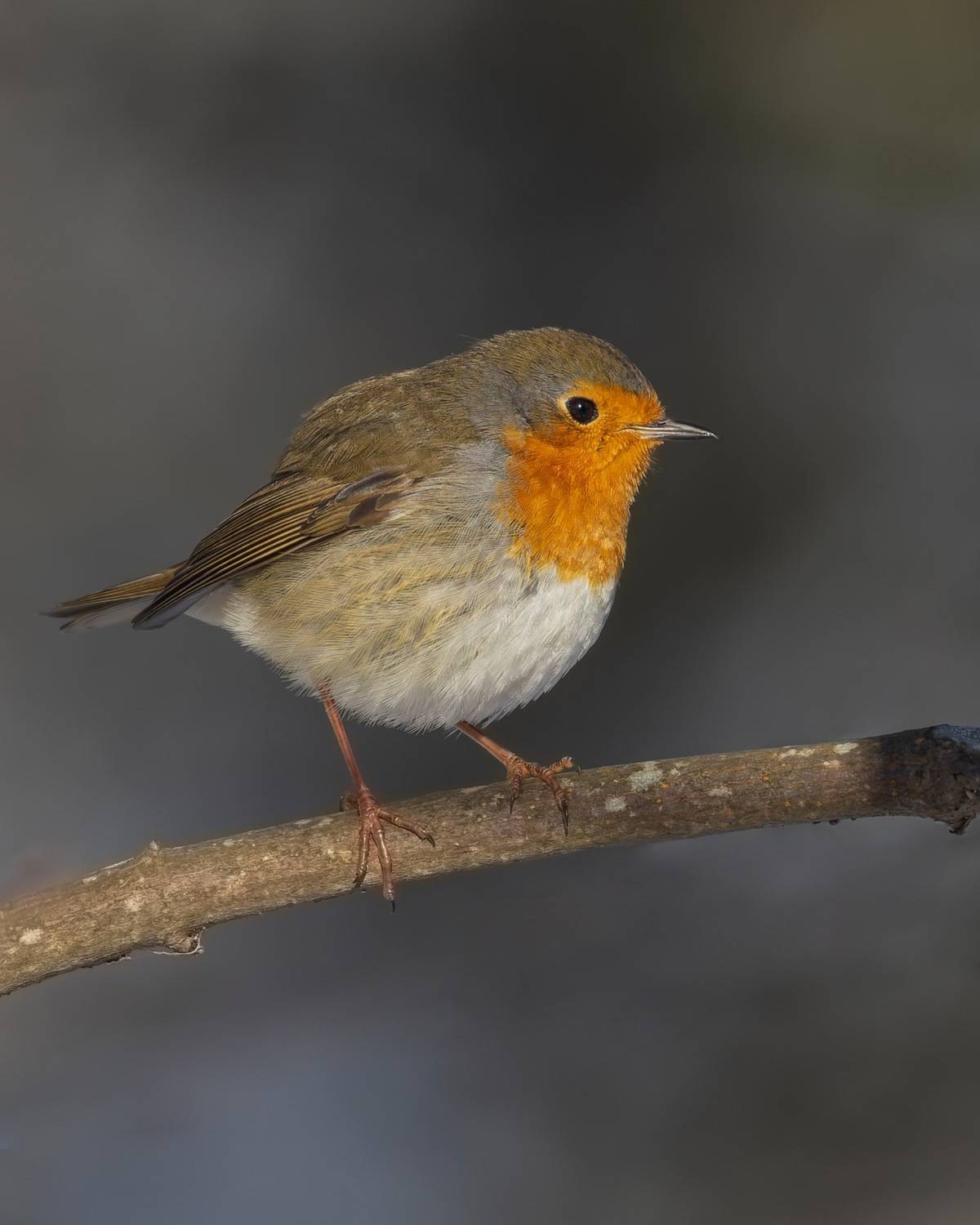 малиновка, зарянка, птицы, Ruslan Pl