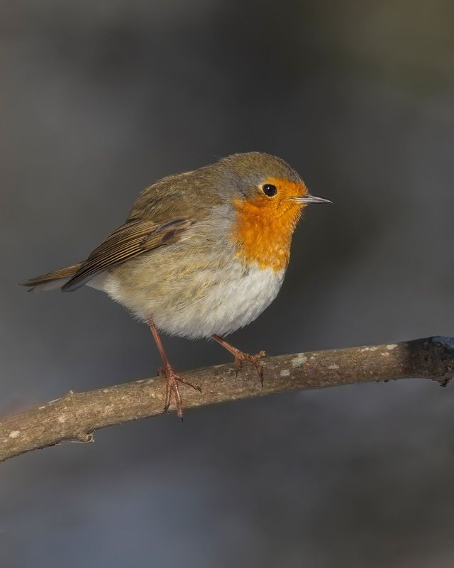 малиновка, зарянка, птицы Малиновка фото превью