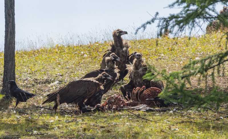 Черные грифы фото превью