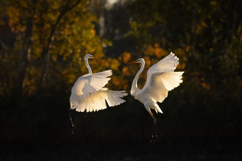 Duel фото превью