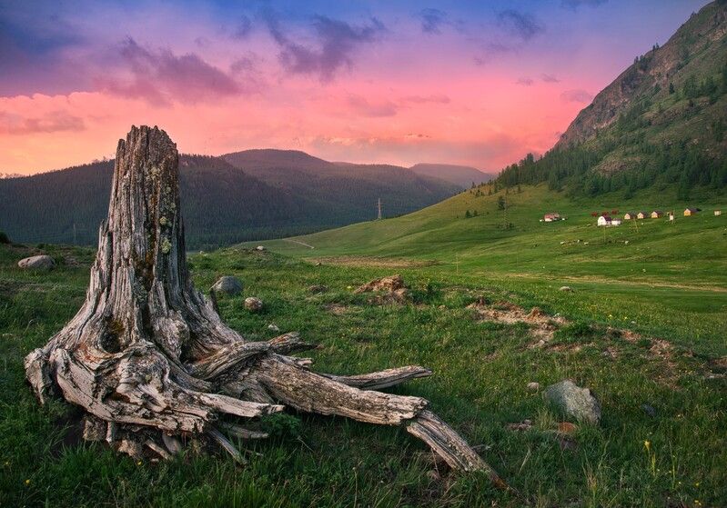 алтай, горы, природа, nikon, россия, восход Просто коряга на краю дороги фото превью