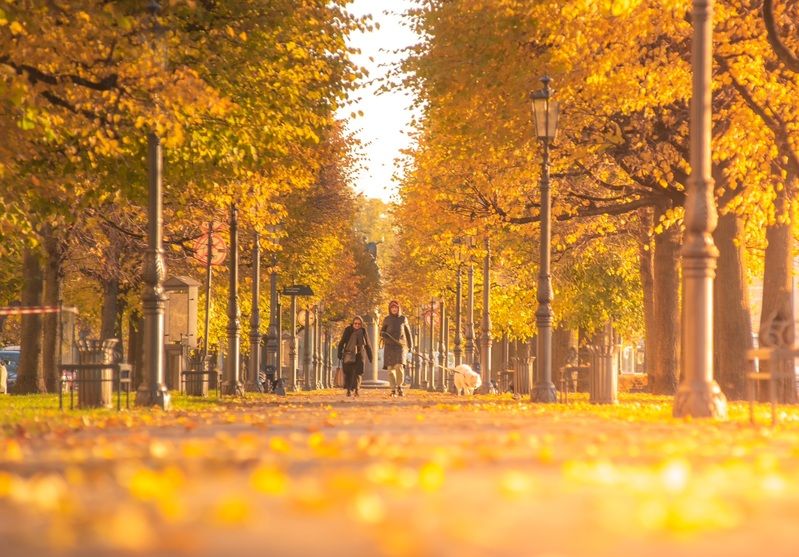 осень город золото листья Про петербургскую осень… фото превью