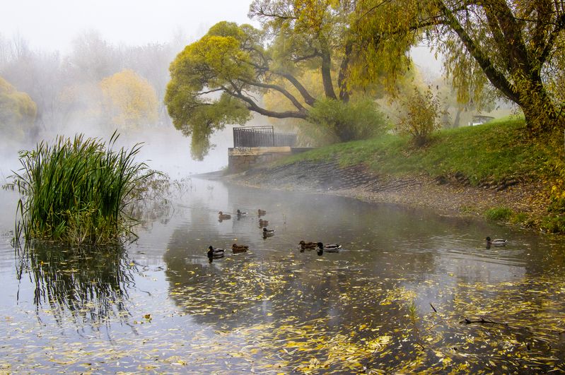 Парк им.Кирова, Киров, осень, туман Утро туманное фото превью