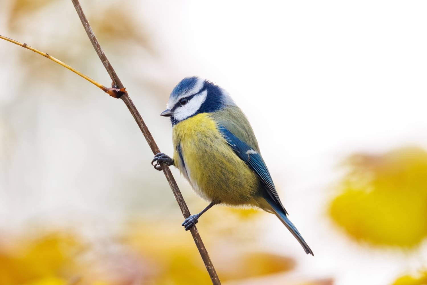 , ssmirs Сергей