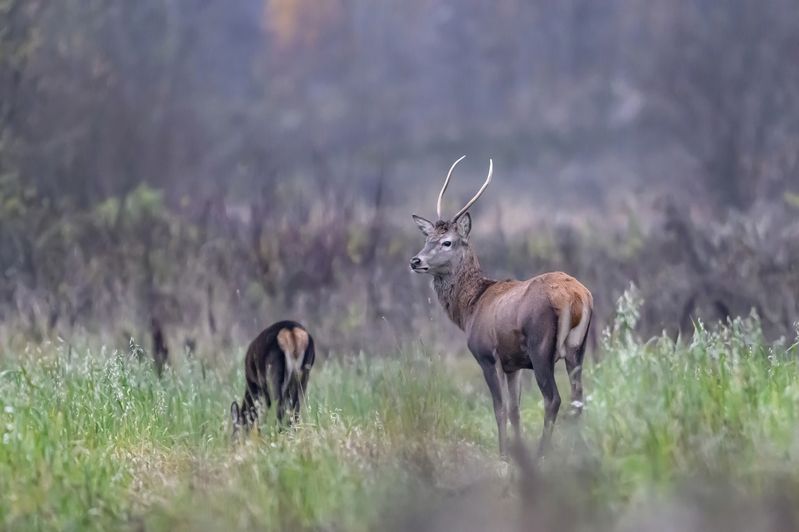 Олени фото превью